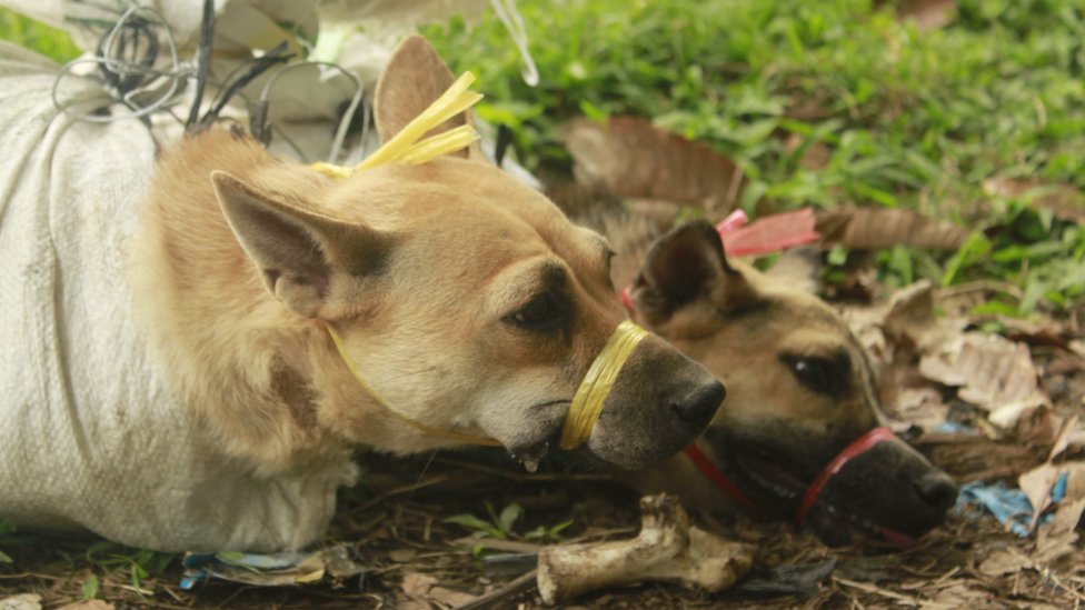 Anjing Ditangkap Untuk di Jagal (www.bbc.com).